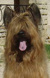 S'titeuf De La Bergerelle