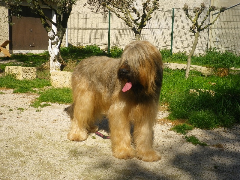 Dankora De La Bergerelle