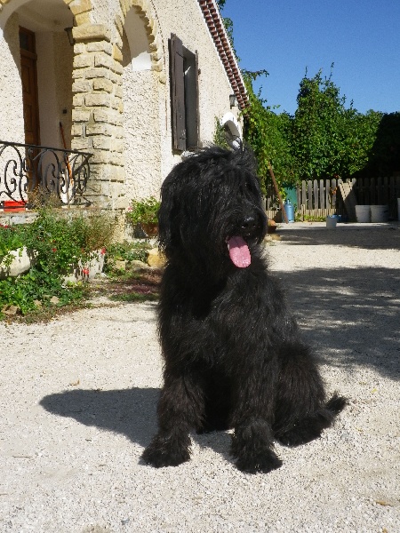 Elanka noire De La Bergerelle