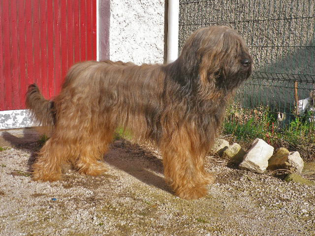 Double choc De La Bergerelle